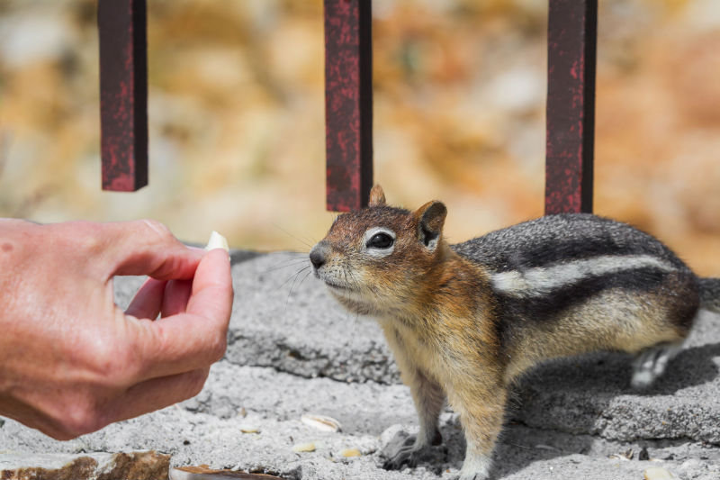 Calling A Service That Provides Animal Control in Dublin OH To Remove Gophers