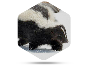 What Should Homeowners Know About Skunk Removal in Dublin OH?