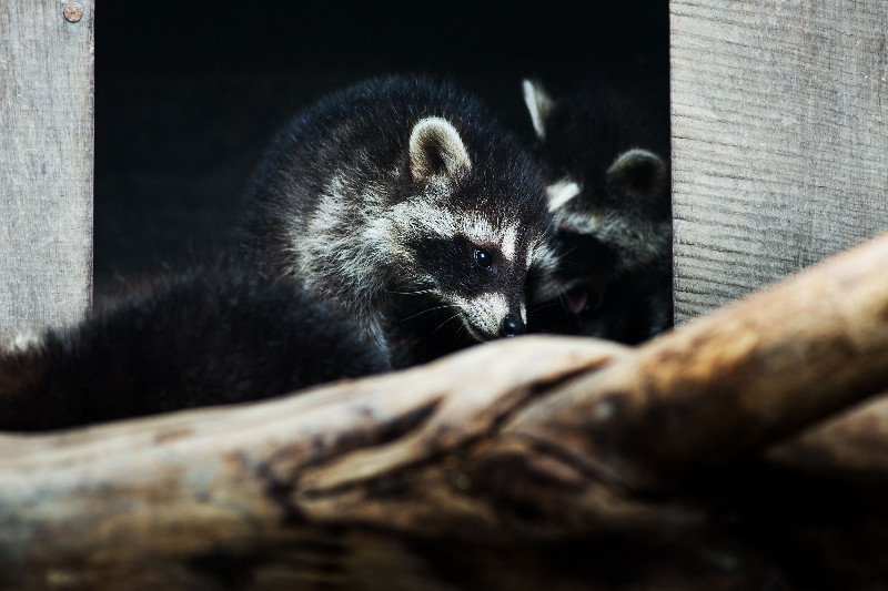 Why Skunk Populations Are An Increasing Concern and Skunk Removal in Reynoldsburg