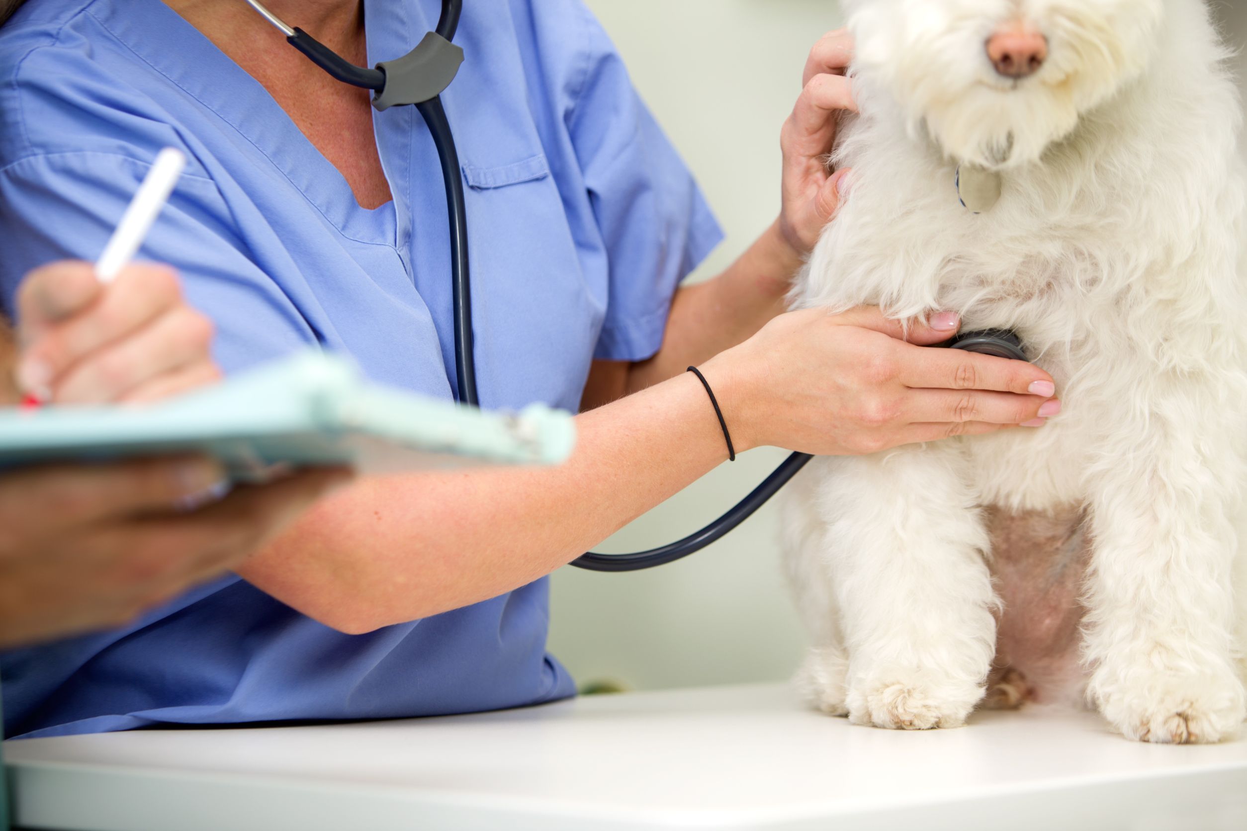 Healthcare for Your Urban Pets: Veterinary Preventive Care in Bridgeport