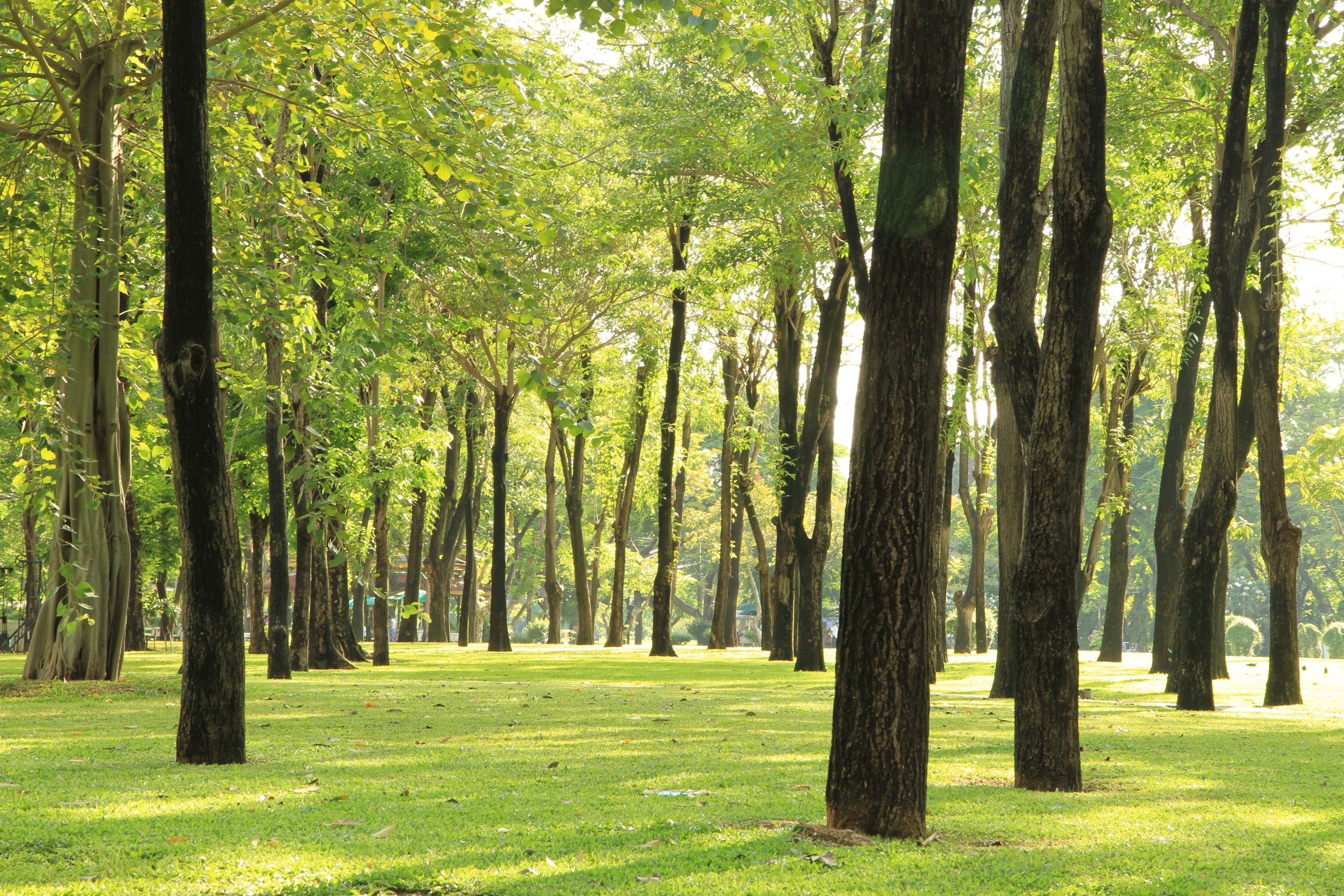 Tree Trimming in New Port Richey, FL: How to Keep Your Trees Healthy and Beautiful