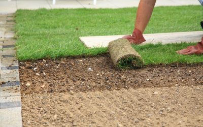 Professional Sod Renovation in Winter Garden, FL Helps Keep Your Yard Healthy