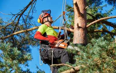 Enhancing Tree Health and Safety: Professional Tree Pruning Services in Girdwood, Ak