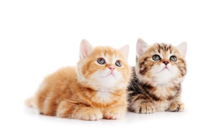 Bring Home Love And Companionship With Ragdoll Kittens For Sale in Queens: A Guide To Your Ideal Furry Friend