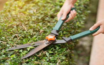 Professional Bush Trimming in Omaha, NE: Enhance The Health And Beauty of Your Landscape